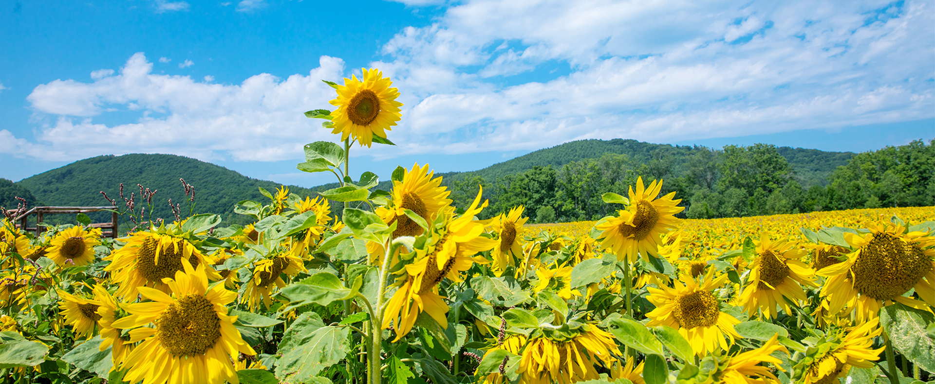 JDB电子瓜子原料种植基地